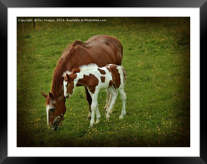 Horse and foal Framed Mounted Print by Derrick Fox Lomax