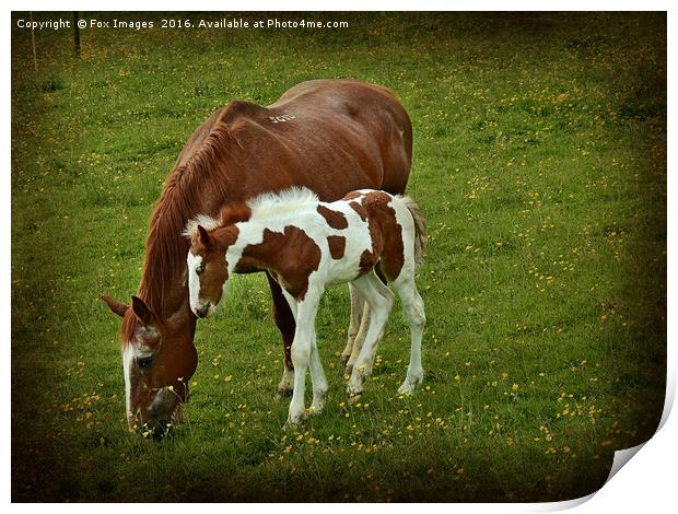 Horse and foal Print by Derrick Fox Lomax