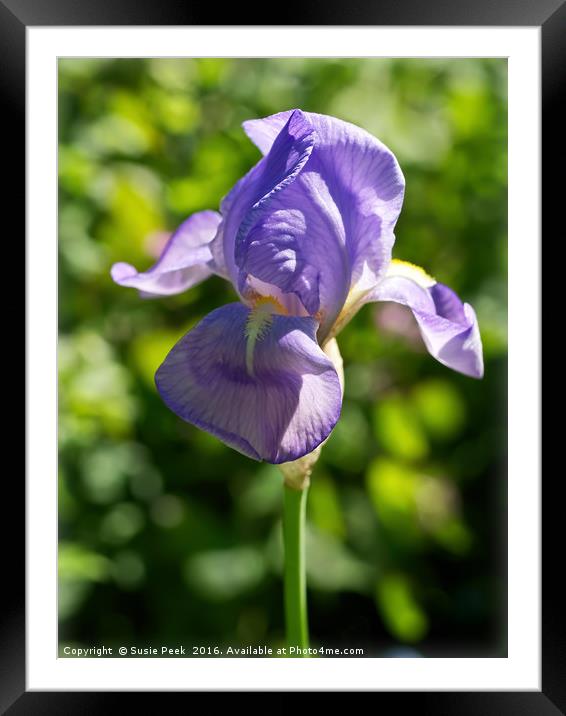 Purple Iris Framed Mounted Print by Susie Peek