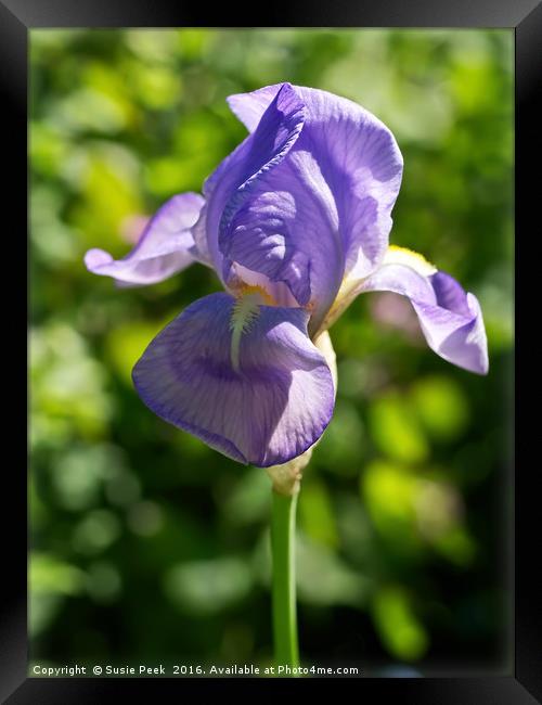 Purple Iris Framed Print by Susie Peek