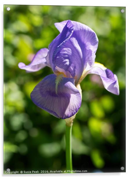 Purple Iris Acrylic by Susie Peek
