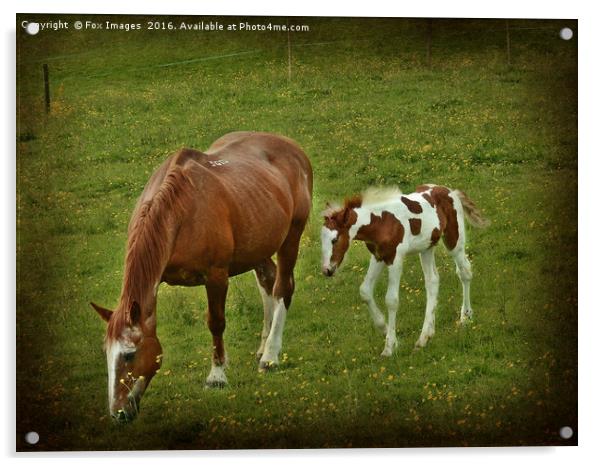 Horse and foal Acrylic by Derrick Fox Lomax