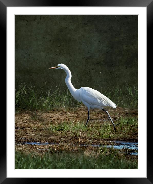 Egret Walking Framed Mounted Print by Belinda Greb