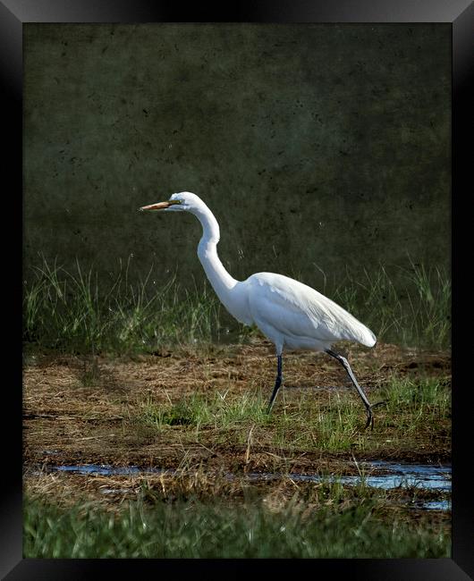 Egret Walking Framed Print by Belinda Greb