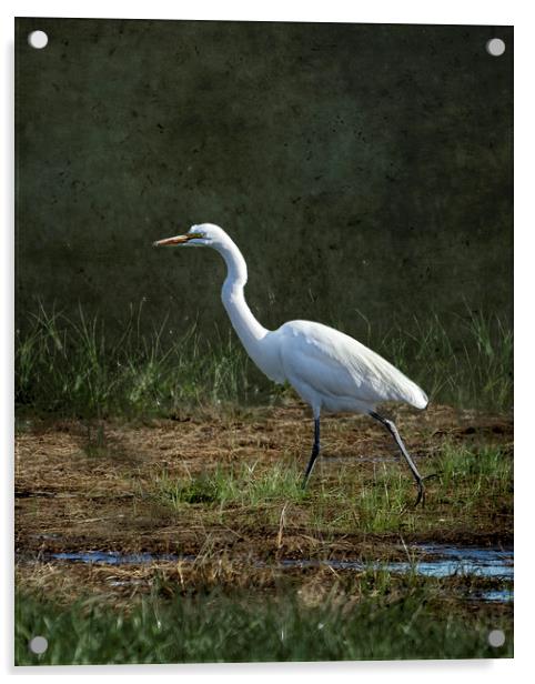 Egret Walking Acrylic by Belinda Greb
