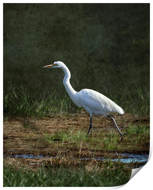 Egret Walking Print by Belinda Greb
