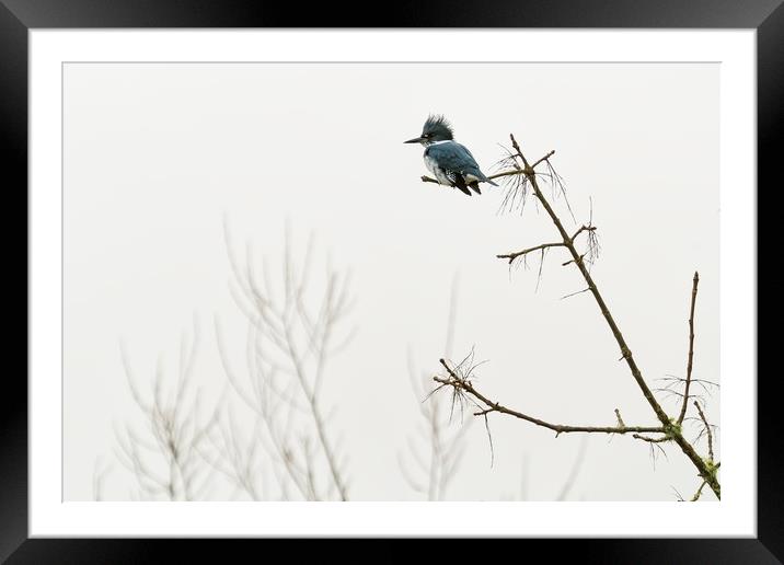 Belted Kingfisher Looking For Prey In Heavy Fog Framed Mounted Print by Belinda Greb