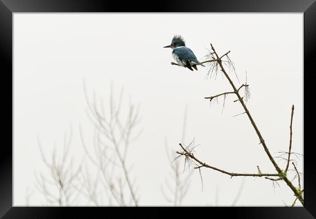Belted Kingfisher Looking For Prey In Heavy Fog Framed Print by Belinda Greb
