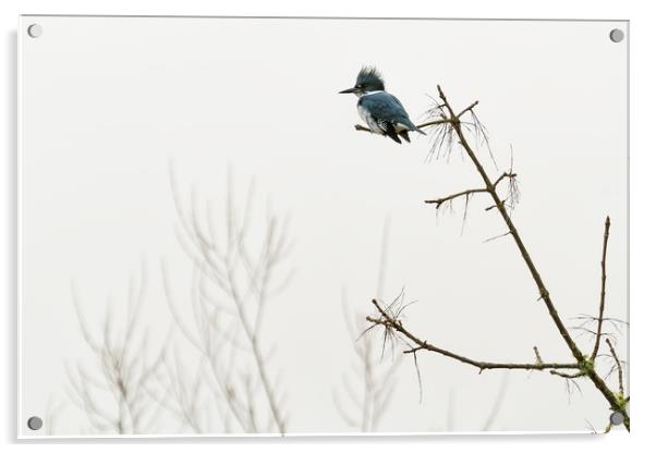 Belted Kingfisher Looking For Prey In Heavy Fog Acrylic by Belinda Greb