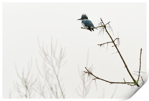 Belted Kingfisher Looking For Prey In Heavy Fog Print by Belinda Greb