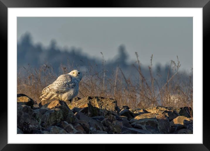 The Watchful Eye of a Snowy Beauty - cropped Framed Mounted Print by Belinda Greb