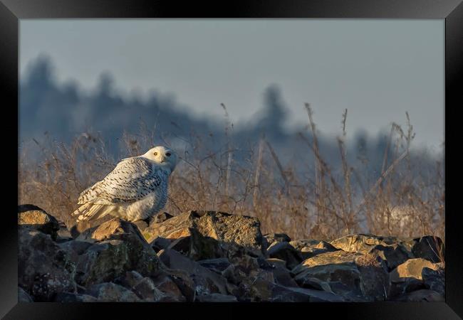 The Watchful Eye of a Snowy Beauty - cropped Framed Print by Belinda Greb