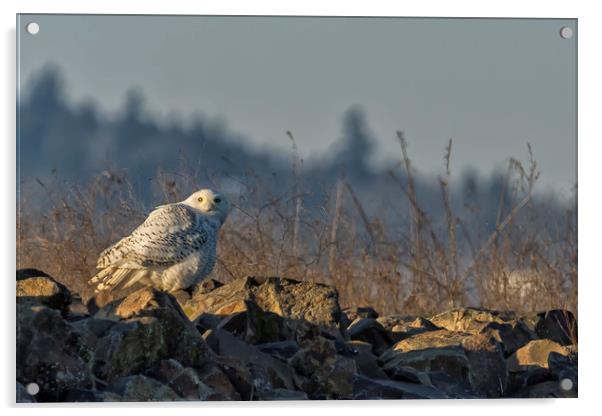 The Watchful Eye of a Snowy Beauty - cropped Acrylic by Belinda Greb