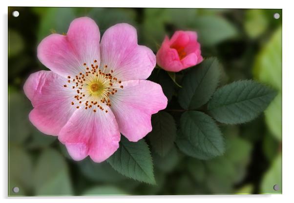 pink little flowers Acrylic by Marinela Feier