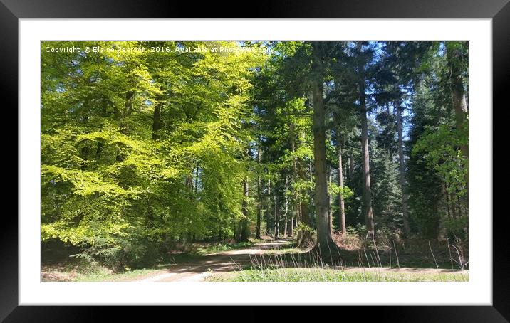 A walk in the forest  Framed Mounted Print by Elaine Pearson