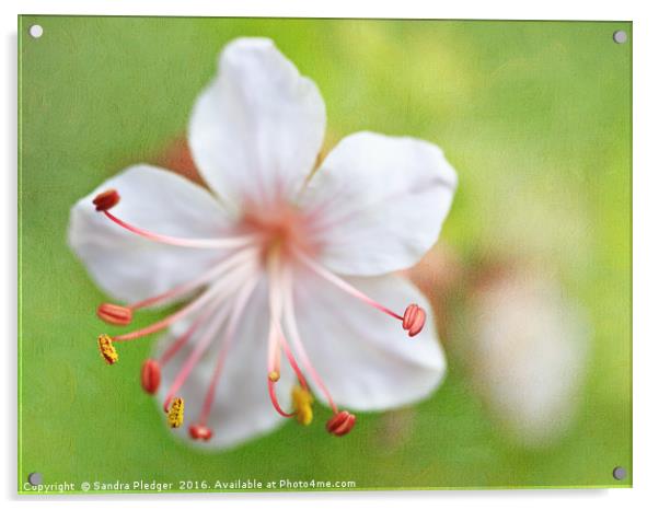Cranesbill Geranium Acrylic by Sandra Pledger