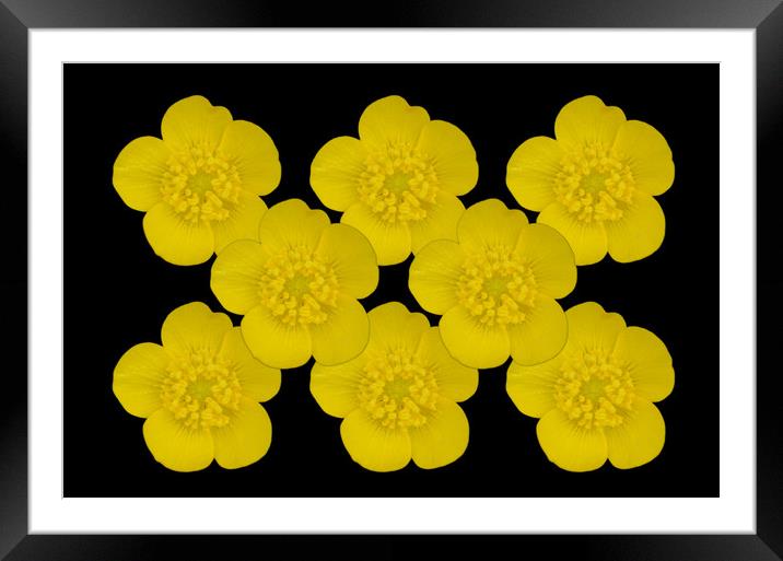 Buttercups Framed Mounted Print by Sarah Hawksworth