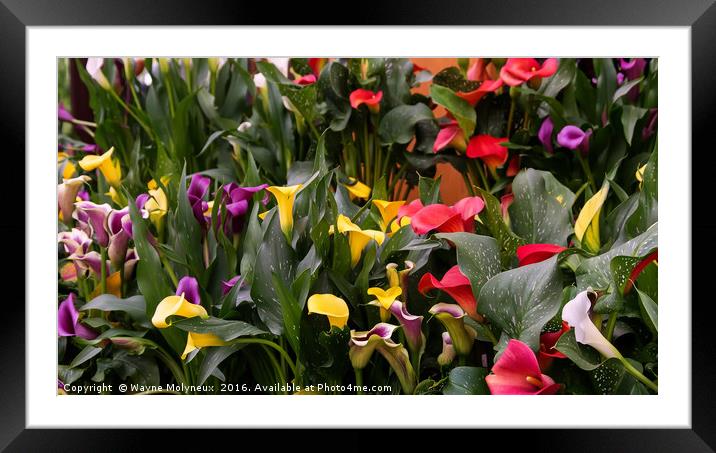 Arum Lilies  Framed Mounted Print by Wayne Molyneux