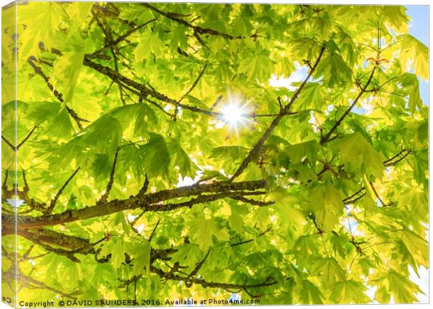 STARBURST THROUGH ACER LEAVES Canvas Print by DAVID SAUNDERS