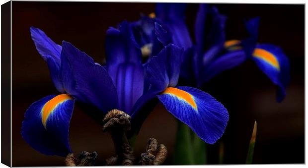 Blue Iris Canvas Print by Trevor White