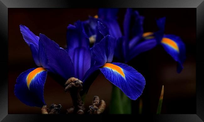 Blue Iris Framed Print by Trevor White