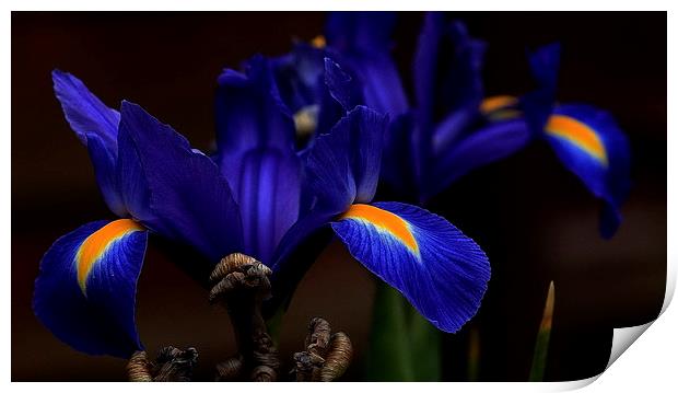 Blue Iris Print by Trevor White