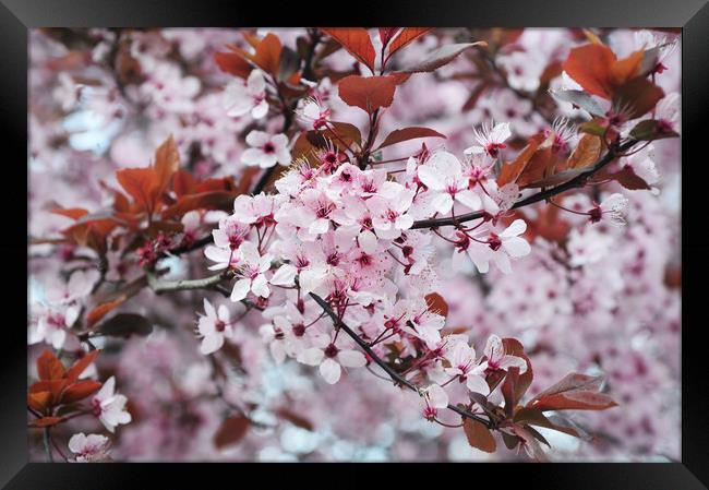  Memory of Spring.  Sakura Bloom Framed Print by Jenny Rainbow