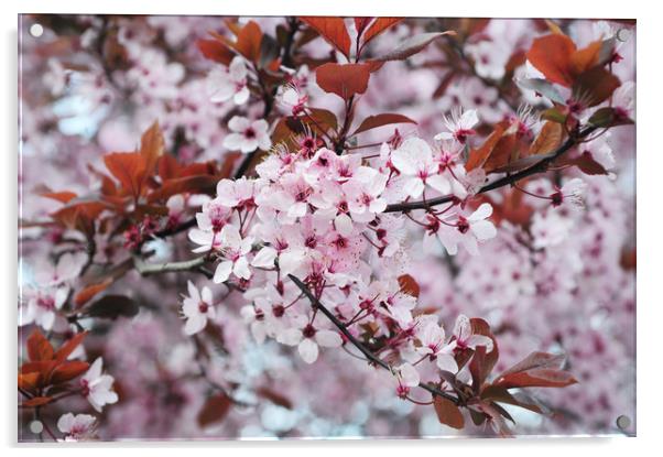  Memory of Spring.  Sakura Bloom Acrylic by Jenny Rainbow