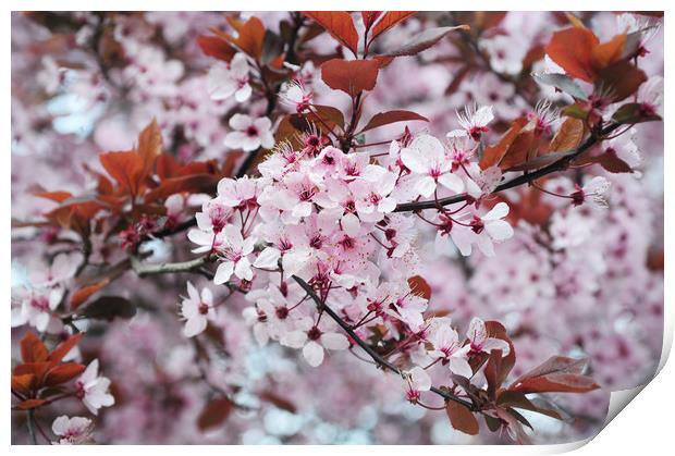  Memory of Spring.  Sakura Bloom Print by Jenny Rainbow