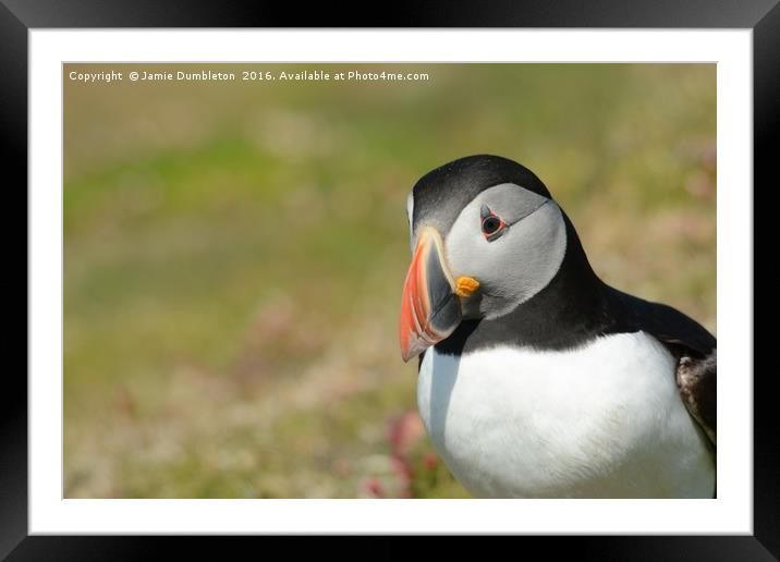 Grandiose Puffin       Framed Mounted Print by Jamie Dumbleton