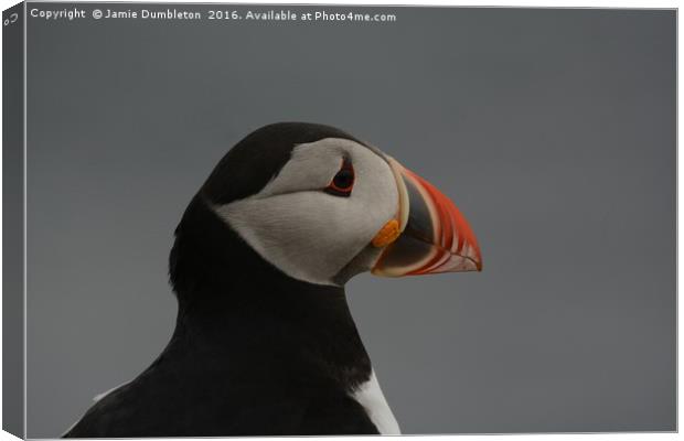 Portrait of a Puffin         Canvas Print by Jamie Dumbleton
