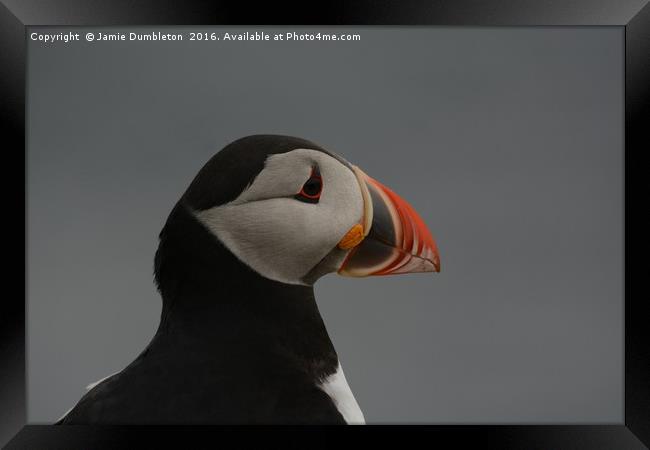Portrait of a Puffin         Framed Print by Jamie Dumbleton