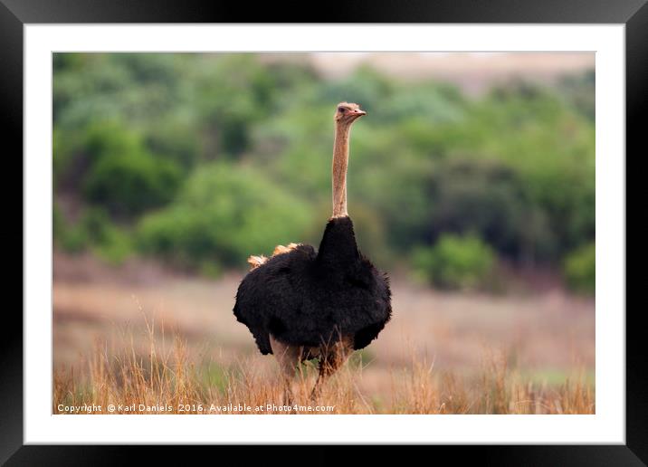 Male Ostrich in Africa Framed Mounted Print by Karl Daniels