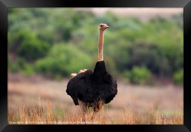 Male Ostrich in Africa Framed Print by Karl Daniels