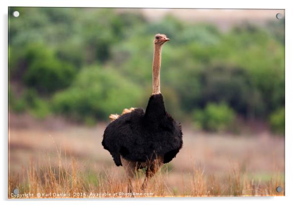 Male Ostrich in Africa Acrylic by Karl Daniels