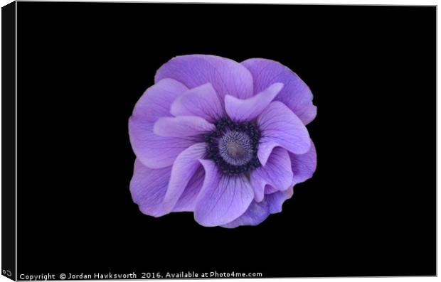 Purple flower on black background  Canvas Print by Jordan Hawksworth