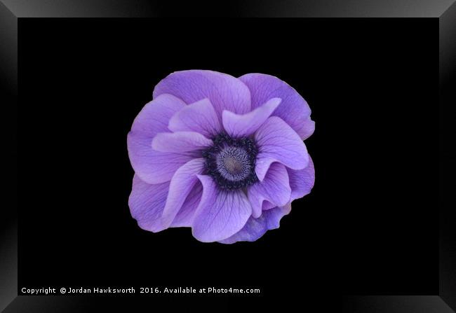 Purple flower on black background  Framed Print by Jordan Hawksworth