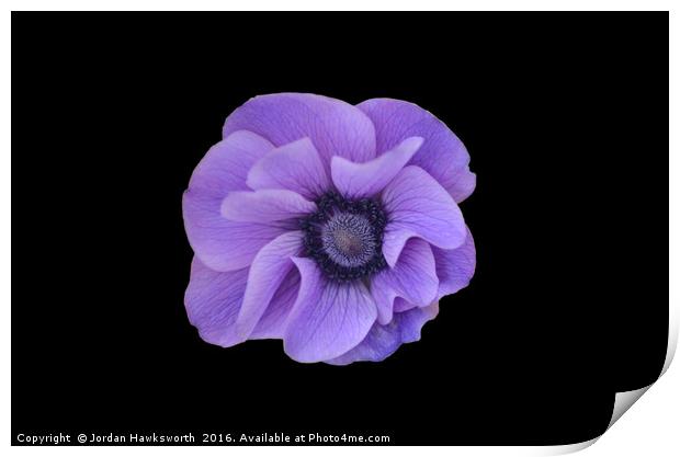 Purple flower on black background  Print by Jordan Hawksworth