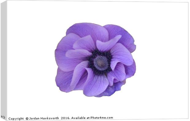 Purple flower on a white background  Canvas Print by Jordan Hawksworth