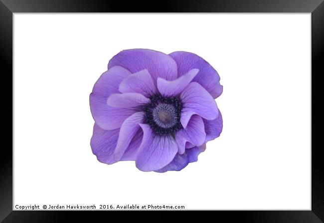 Purple flower on a white background  Framed Print by Jordan Hawksworth