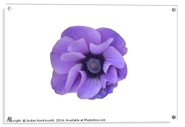Purple flower on a white background  Acrylic by Jordan Hawksworth