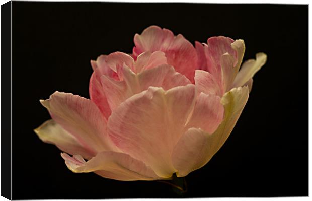 Just One Tulip Flower Canvas Print by Jacqi Elmslie