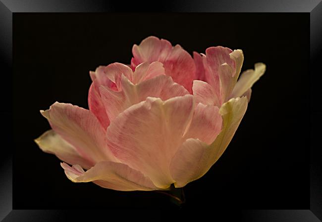 Just One Tulip Flower Framed Print by Jacqi Elmslie