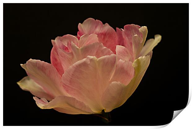 Just One Tulip Flower Print by Jacqi Elmslie