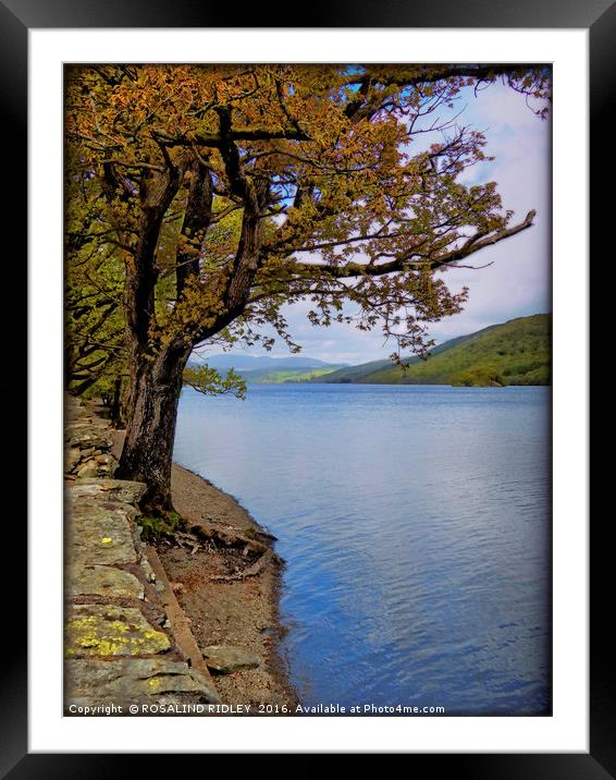 "TREE AT THE LAKE SIDE" Framed Mounted Print by ROS RIDLEY