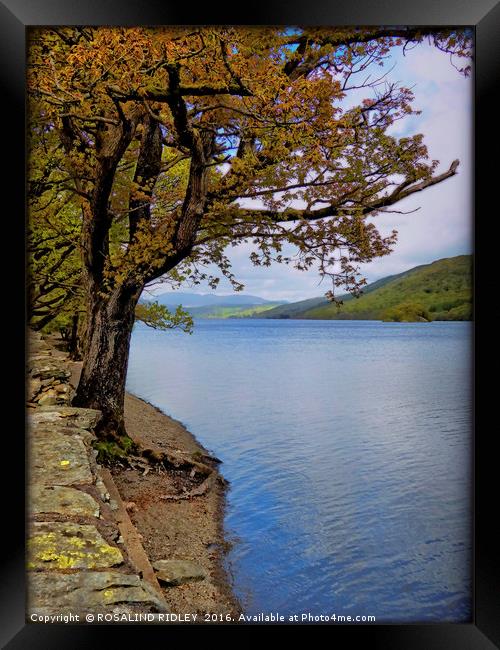 "TREE AT THE LAKE SIDE" Framed Print by ROS RIDLEY