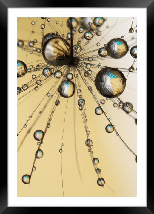 Single Dandy Seed Web Drops Framed Mounted Print by Sharon Johnstone