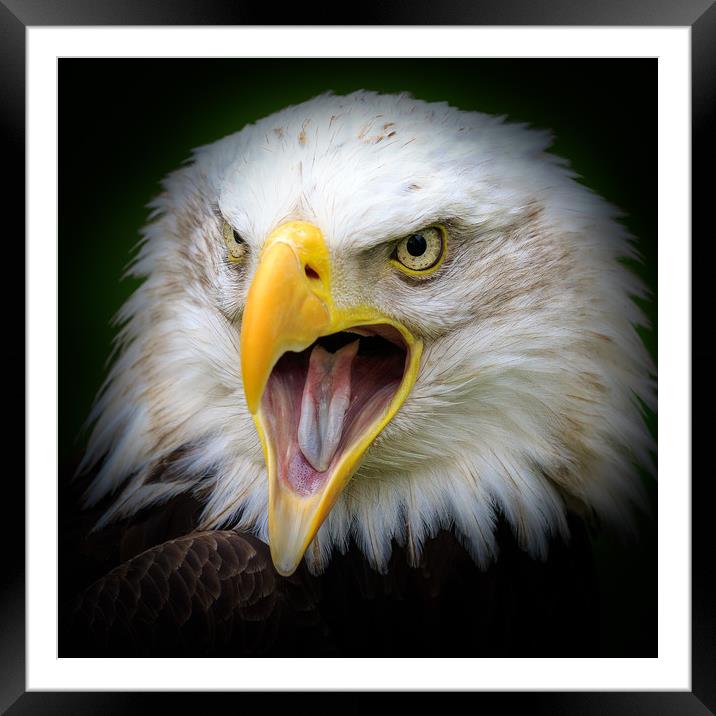 Bald eagle    Framed Mounted Print by chris smith