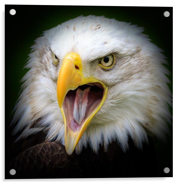 Bald eagle    Acrylic by chris smith