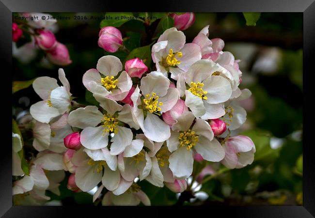 Apple Blossom Time Framed Print by Jim Jones